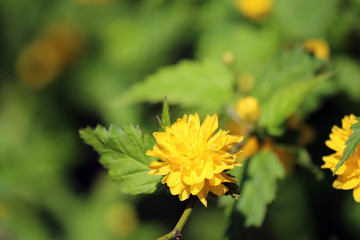 Kerrie - blühender Ranunkelstrauch