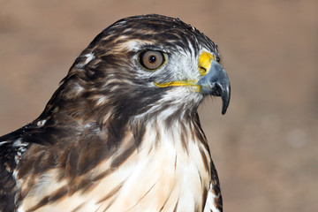 Perfil dereho de un aguila de Harris. / animal 3459