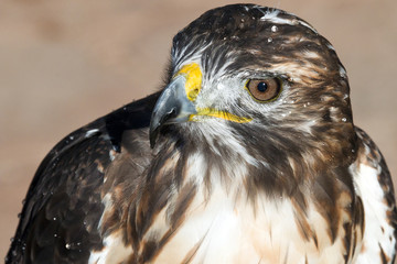 Aguila de Harris mirando por encima del hombro. / animal 3460