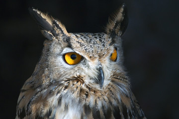 Fototapeta premium Retrato de un buho real aislado. / animal 3502