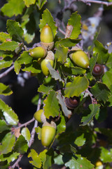 Bellotas de Encina  © Siur