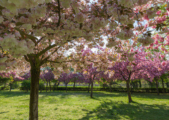 Arboles cerezos y ciruelos japoneses con Flores de color Rosa en Primavera