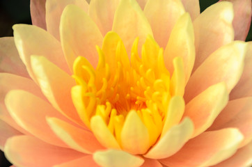 Obraz premium Beauty of Water Lily in the pond