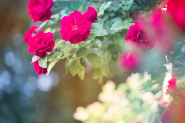 Fototapeta na wymiar rose in the garden