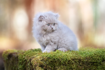 Naklejka na ściany i meble adorable british longhair kitten outdoors