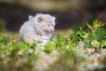 Fototapeta na wymiar adorable british longhair kitten outdoors