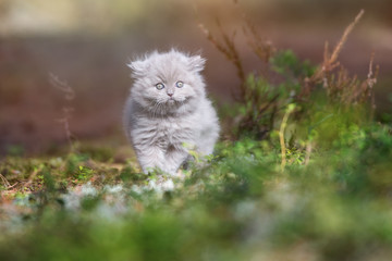 Naklejka na ściany i meble adorable british longhair kitten outdoors