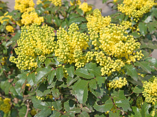 Mahonien, Mahonia, Berberitzengewächs