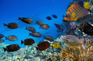 Naklejka premium Colorful reef underwater landscape with fishes and corals