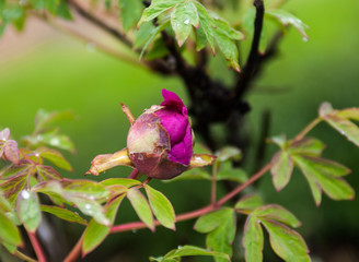 Pink peony flower bud with drops of dew