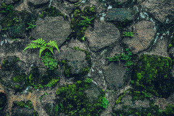 Nature Texture. Stone wall with greenery