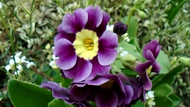 Matthiola in the garden