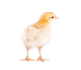 Cute little chicken isolated on white background