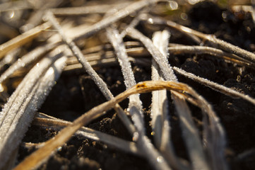 Macro colchicum Flowers