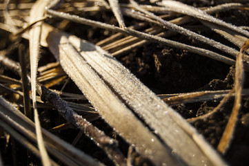 Macro Frozen Straws on blur ground