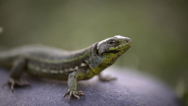 lizard, nature, reptile, tail, wildlife, macro, outdoor