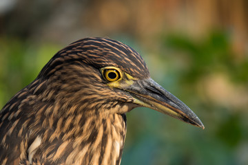 Beautiful bird in a zoo