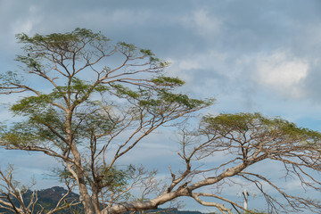 Tree on a cloudy sky