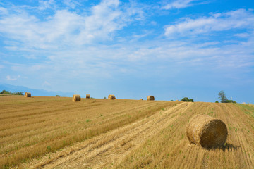 Fototapeta premium Summer field with wheat straw bales 