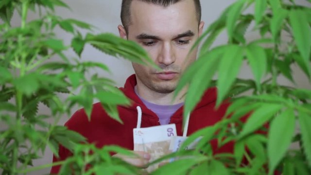 Young man with Cannabis plants counting Euro banknotes.