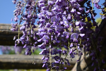 フジの花／山形県の鶴岡公園で、たおやかに垂れる「フジの花」を撮影した写真です。