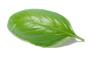 Fototapeta na wymiar Single basil leaf