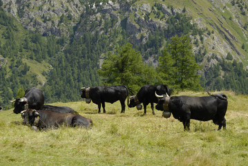Vache d'Hérens, Valais, Suisse