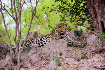 Fototapeta na wymiar Attentive Leopard resting but staying alert