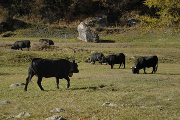 Fototapeta na wymiar Vache d'Hérens, Valais, Suisse