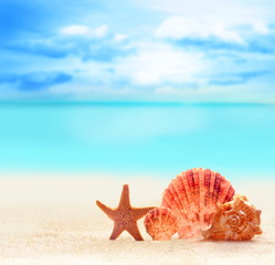 Fototapeta na wymiar Summer beach. Seashell on the sand and ocean background.