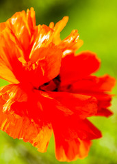 Fototapeta na wymiar Closeup of the blooming red poppy flower