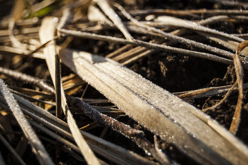 Wallpaper Frozen Straws