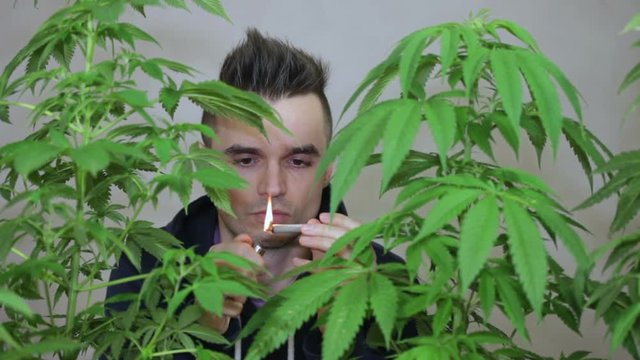 Man lighting up and smoking Marijuana joint behind Cannabis plants.