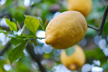 Limoni - Agrumi 