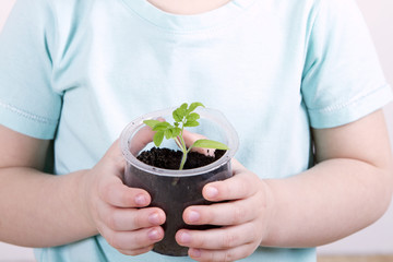 Child holding young plant in hands. child holds up a pot of tomato seedlings