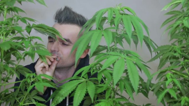 Man smoking Marijuana joint behind Cannabis plants.