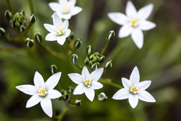 Fototapeta premium White flowers of Ornithogalum umbellatum