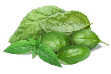 Fototapeta premium Basil leaves, different cultivars