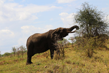 Fototapeta premium Elephant in the Serengeti