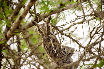 Sleeping White faced Owl