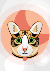 sweet cat who loves the color pink