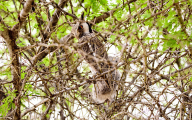 White faced Owl in a tree