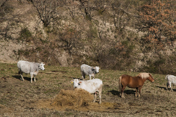 Obraz premium Fattoria di campagna con mucche e cavalli