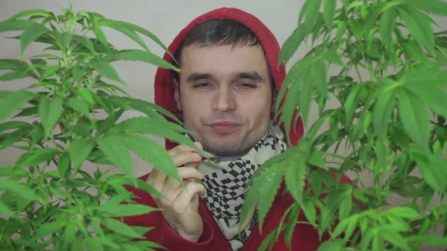Stoned man in hoodie enjoying Marijuana joint behind Cannabis plants.