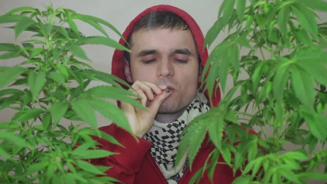 Man in hoodie smoking Marijuana joint behind Cannabis plants.