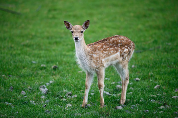 portrait of a young deer on a green meadow