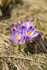 Crocuses on the meadow, first springtime flowers