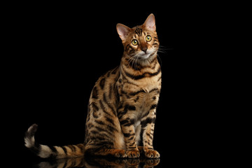 Bengal Cat Sitting on Black Isolated Background, Looking in Camera