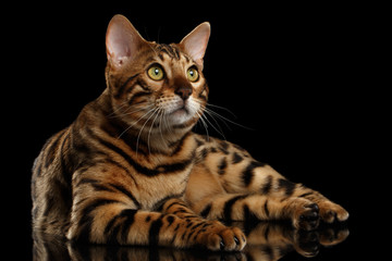 Bengal Male Cat Lying on Black Isolated Background, Looking up