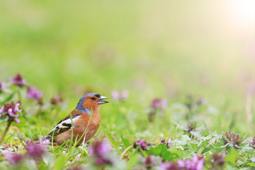 bird of bright spring flowers with sunny hotspot